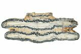 Mammoth Molar Slice With Case - South Carolina #291179-1